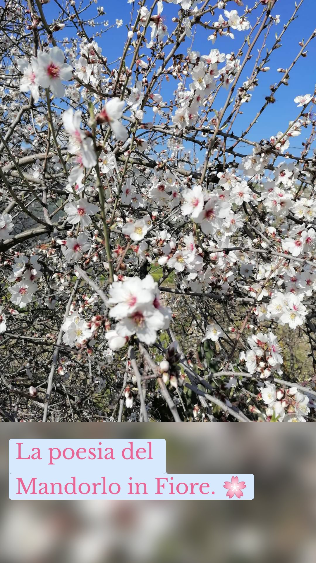 La poesia del Mandorlo in Fiore. 🌸